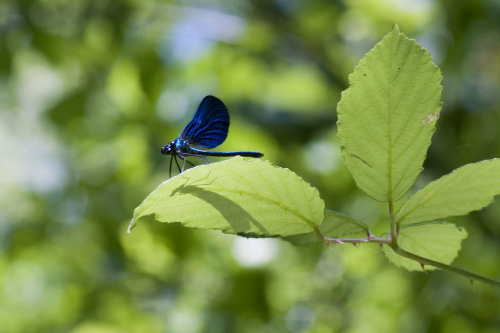 Vediamo se ho capito bene #1 : Calopteryx virgo?